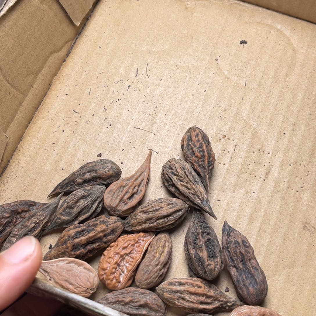 手串文玩核桃核桃24