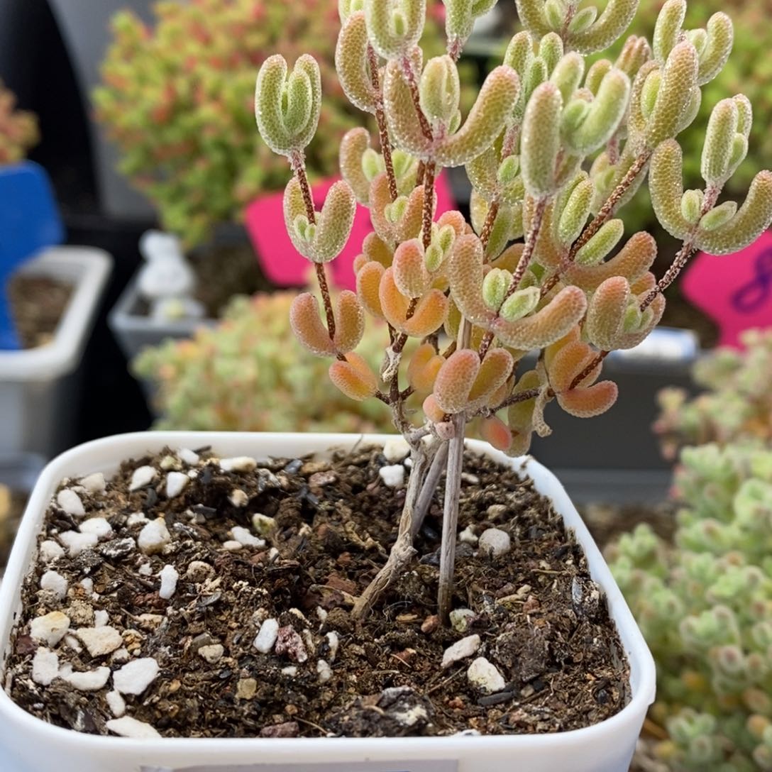 215号优选冰晶多肉