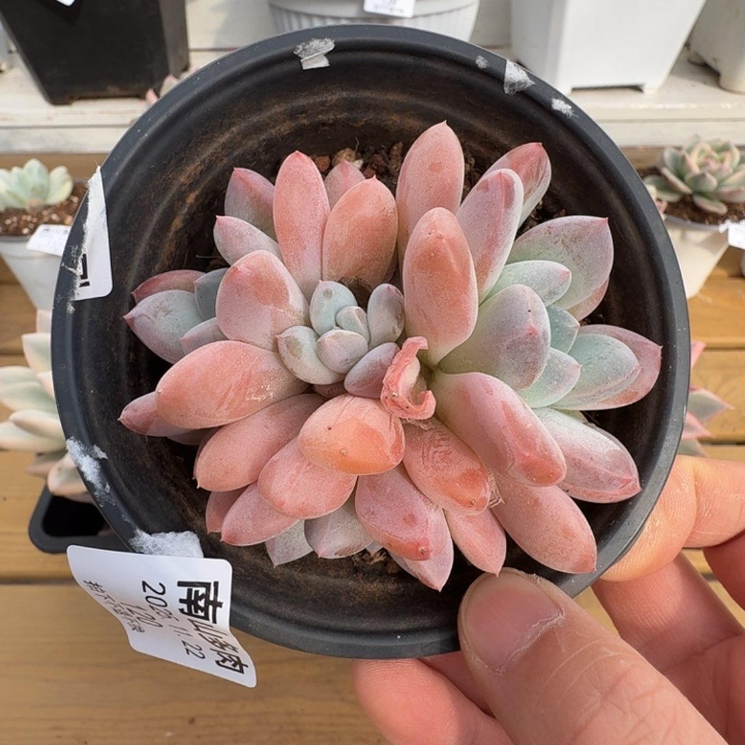 香芋111111122-120