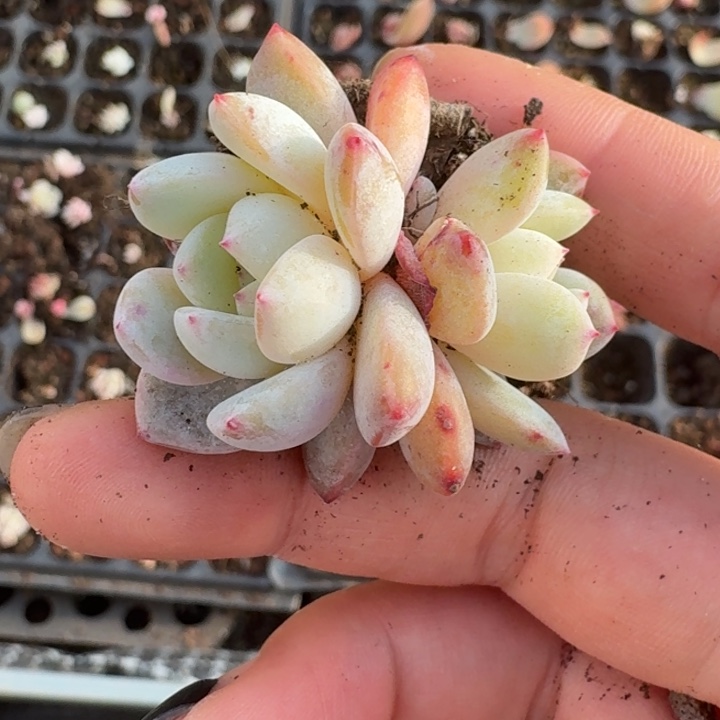 星影多肉覆轮福袋福袋456