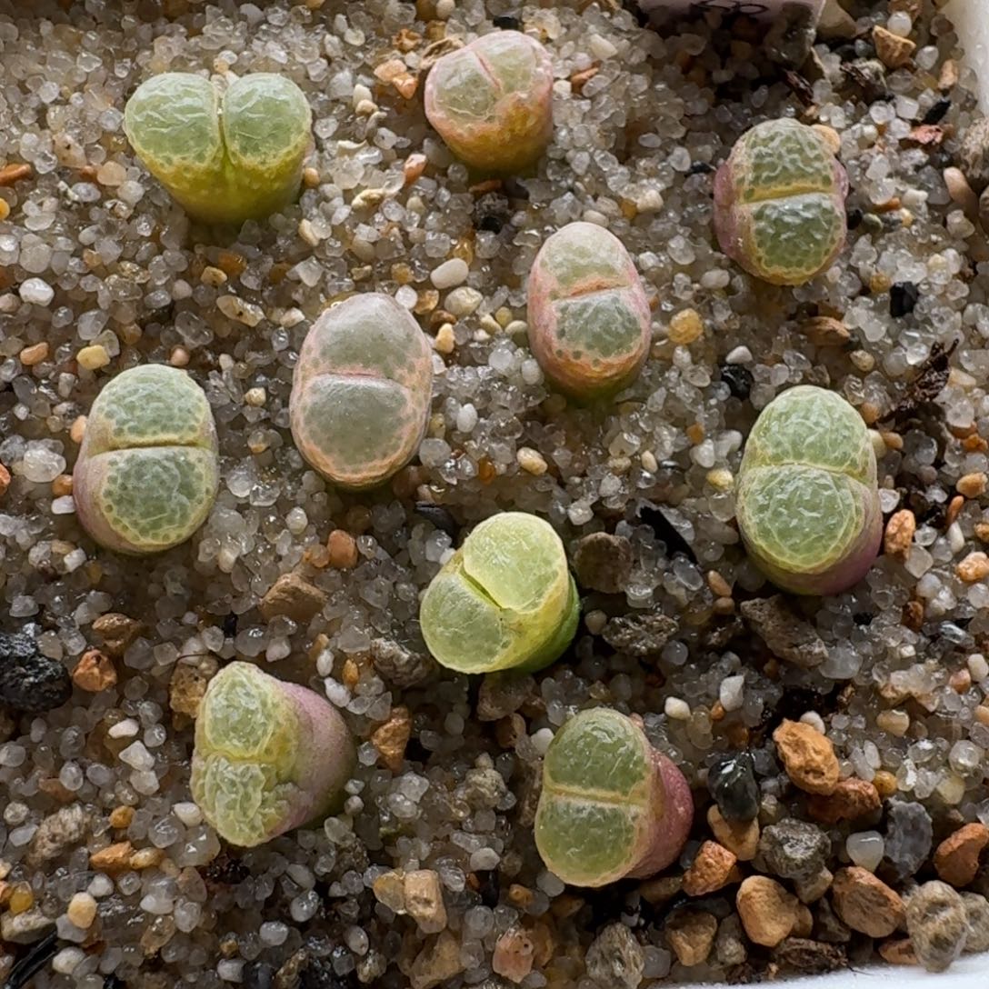 1210-026粉樱风铃套装
