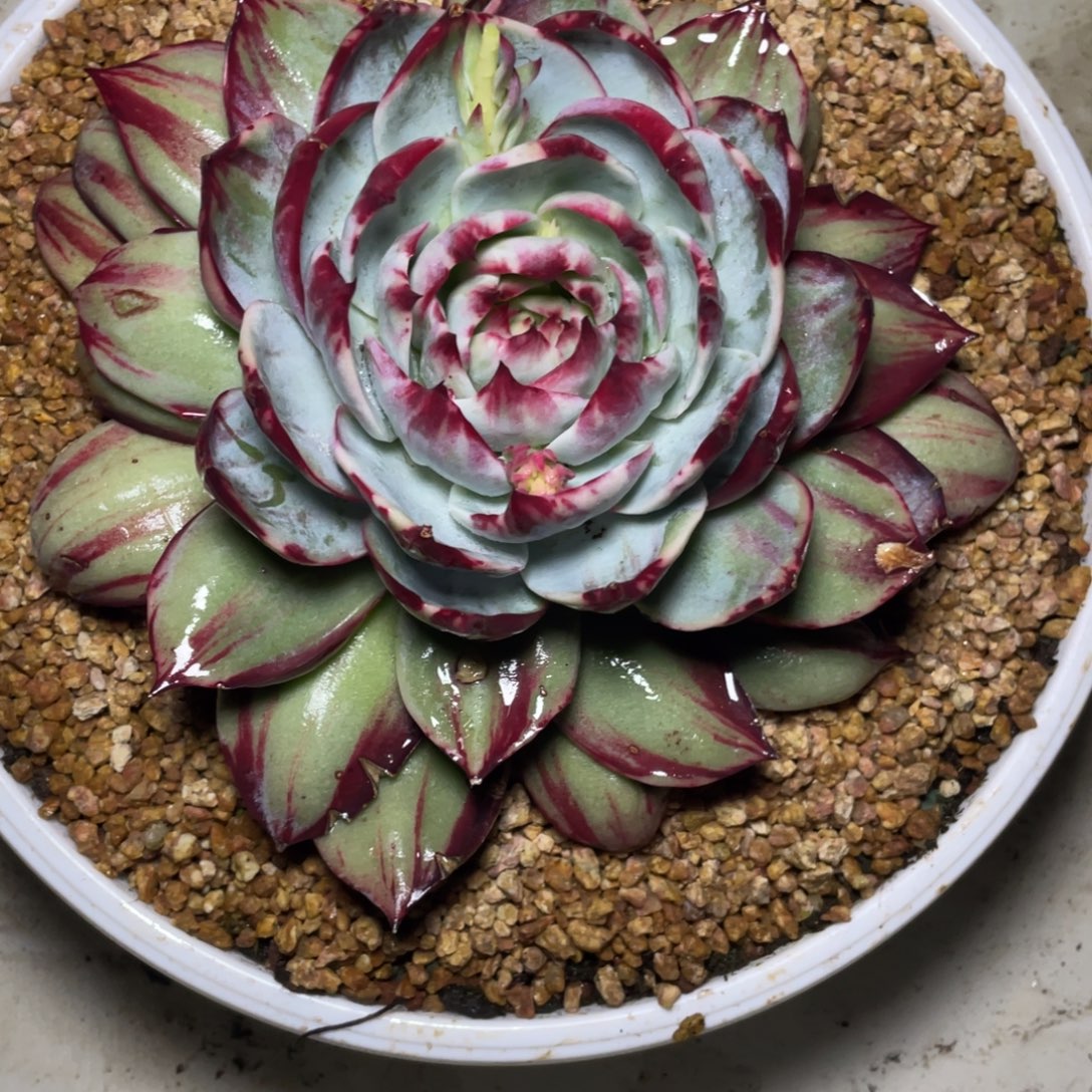 歪***德惊鸿仙子一物一拍