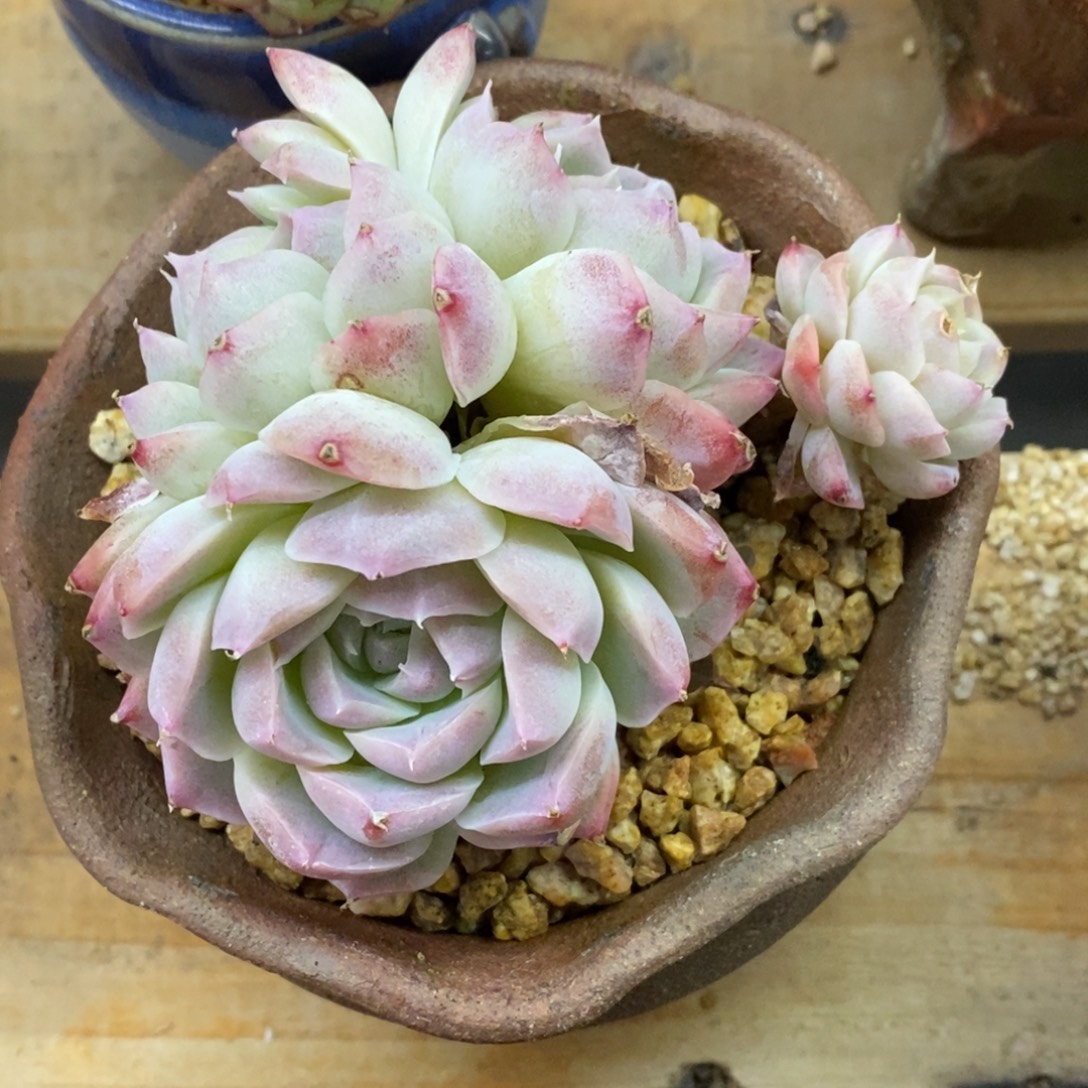 精品多肉一物一拍不包整139