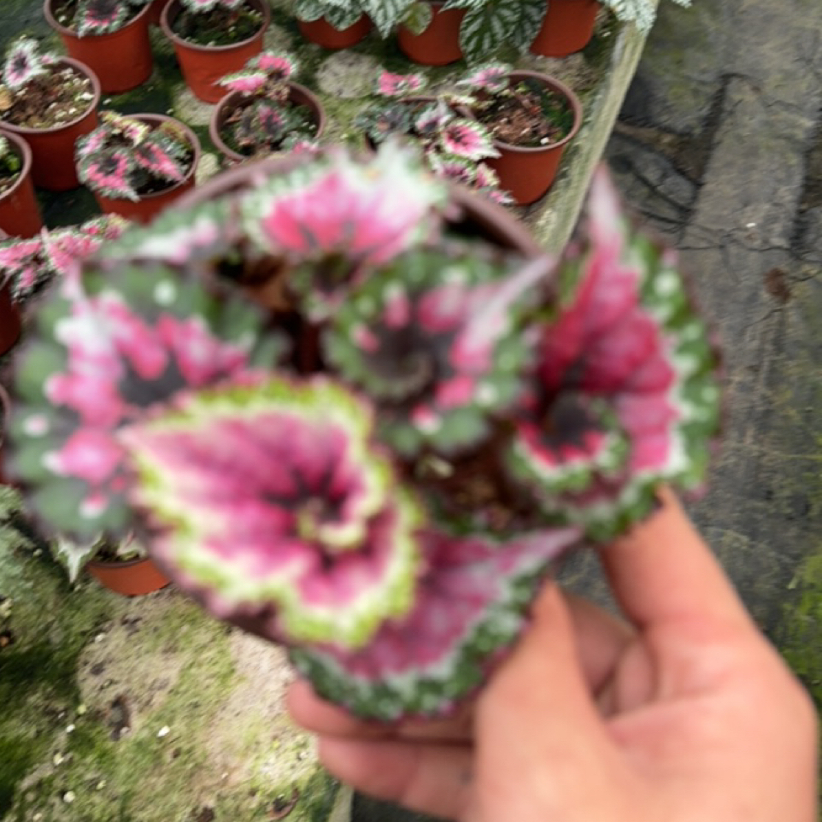 菜蜗牛秋海棠室内多u年生高端观叶植物 室内办公室耐荫植物