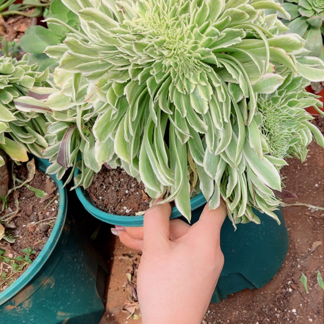 多肉植物421碧浪