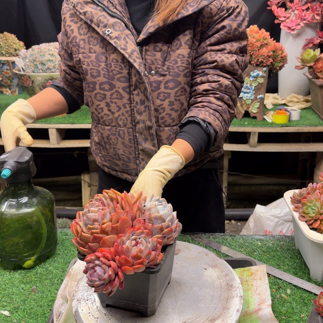 橙梦露多肉00000001