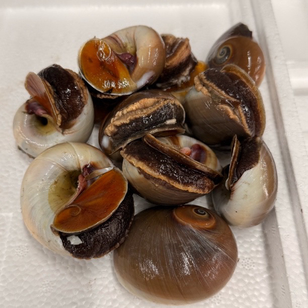 香螺 猫眼螺 4斤 顺丰发货 有沙介意的勿拍！！！