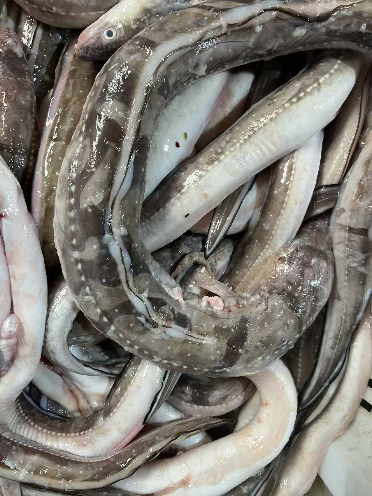 【速冻】山东威海本地海鳗鱼 七星鳗鱼 4斤5-7条码头直发