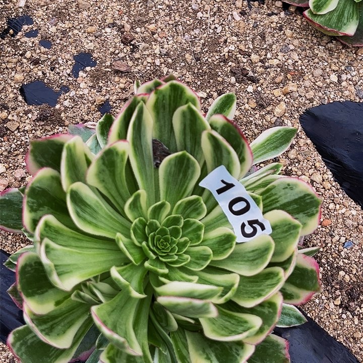 105伊丽莎白多肉植物处理不售后