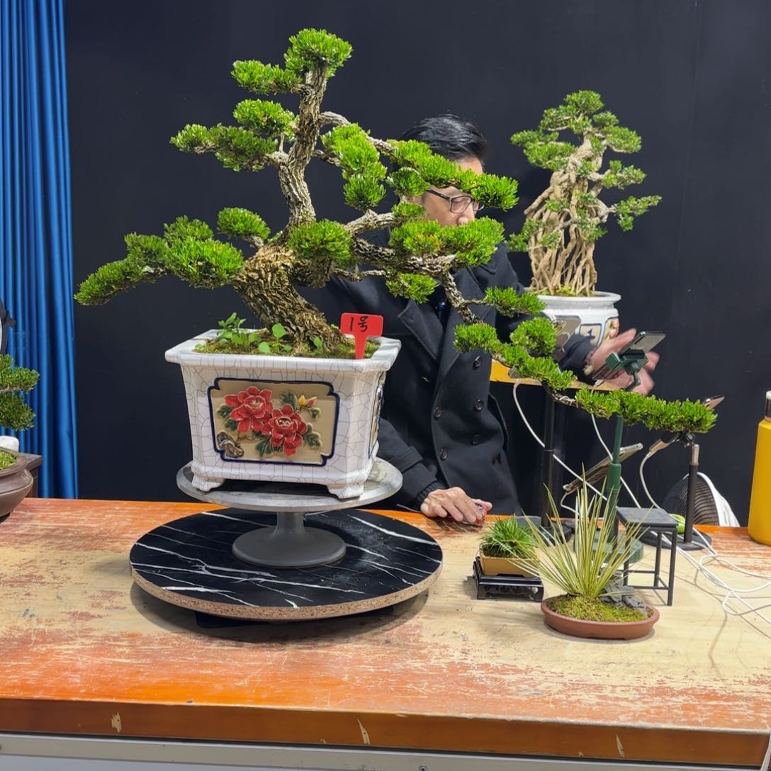 黄杨室内室外盆景艺术