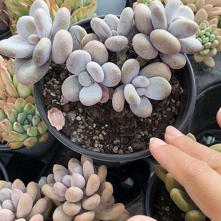 大叶奶2467888@k j k k