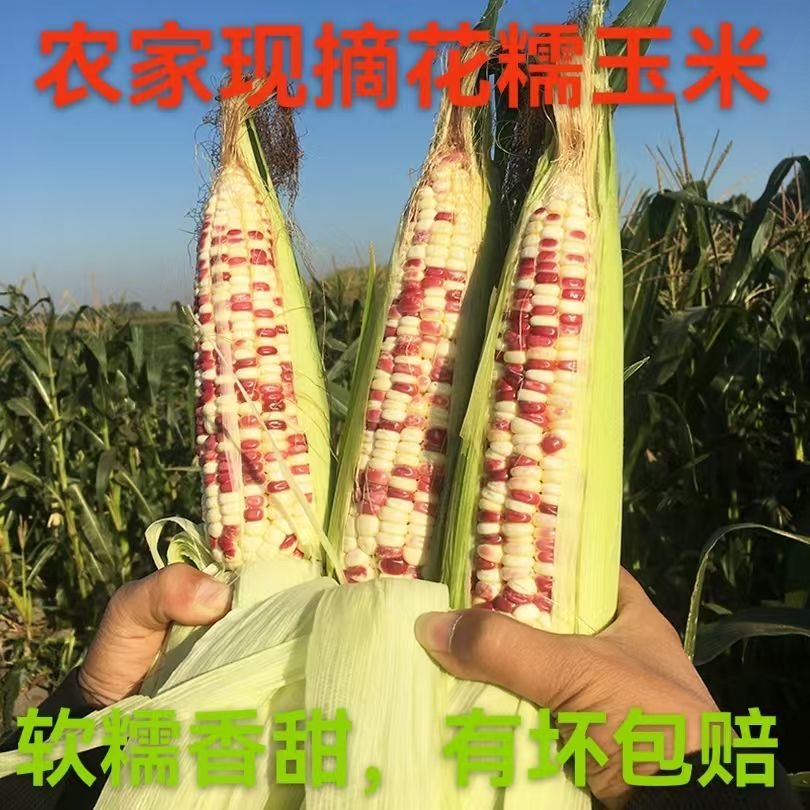 花糯玉米贵州农家甜黏玉米新鲜采摘带壳鲜玉米五彩玉米新鲜糯玉米