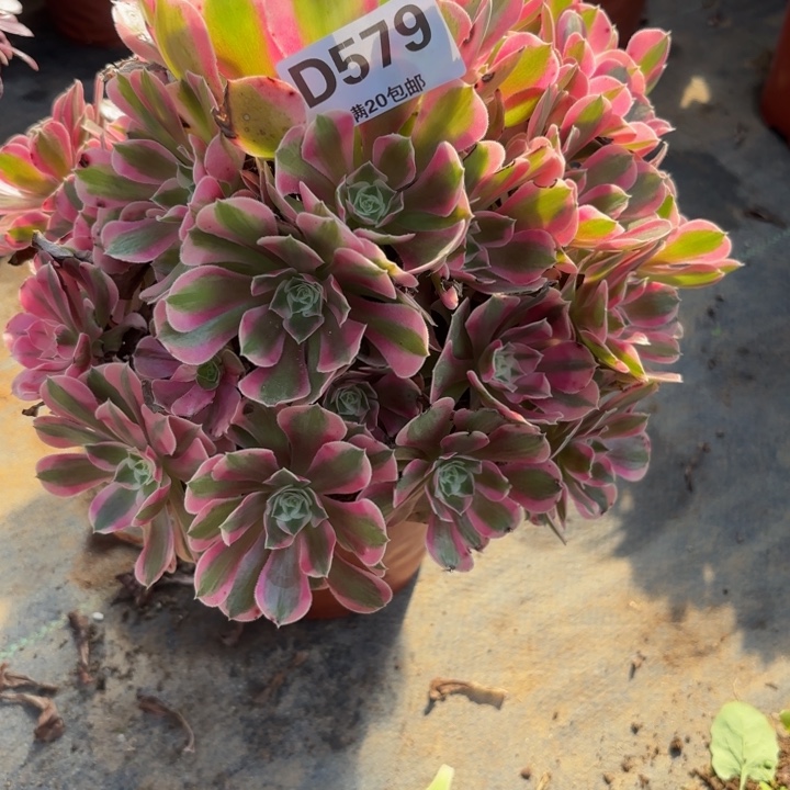 瑞妈多肉园艺579布，