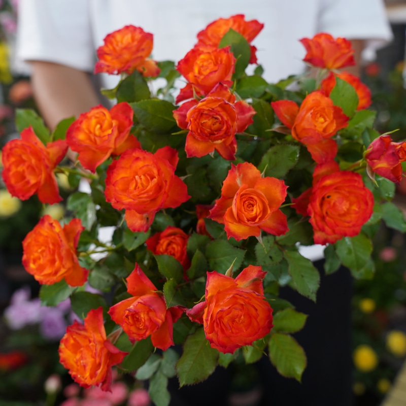 （火焰）双色渐变切花大花月季灌木渐变色开花花量大盆栽月季鲜花