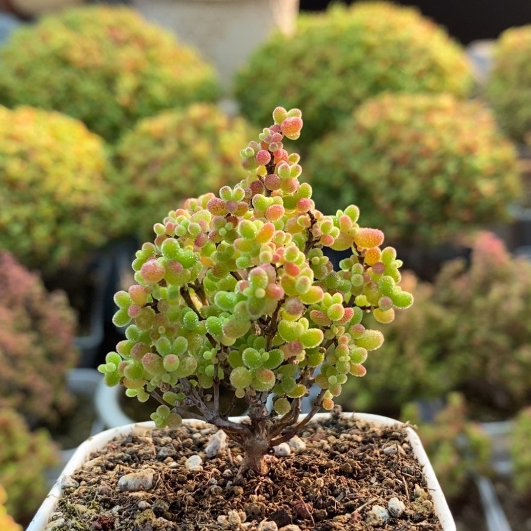 蜜橘糖球1526枝干番杏