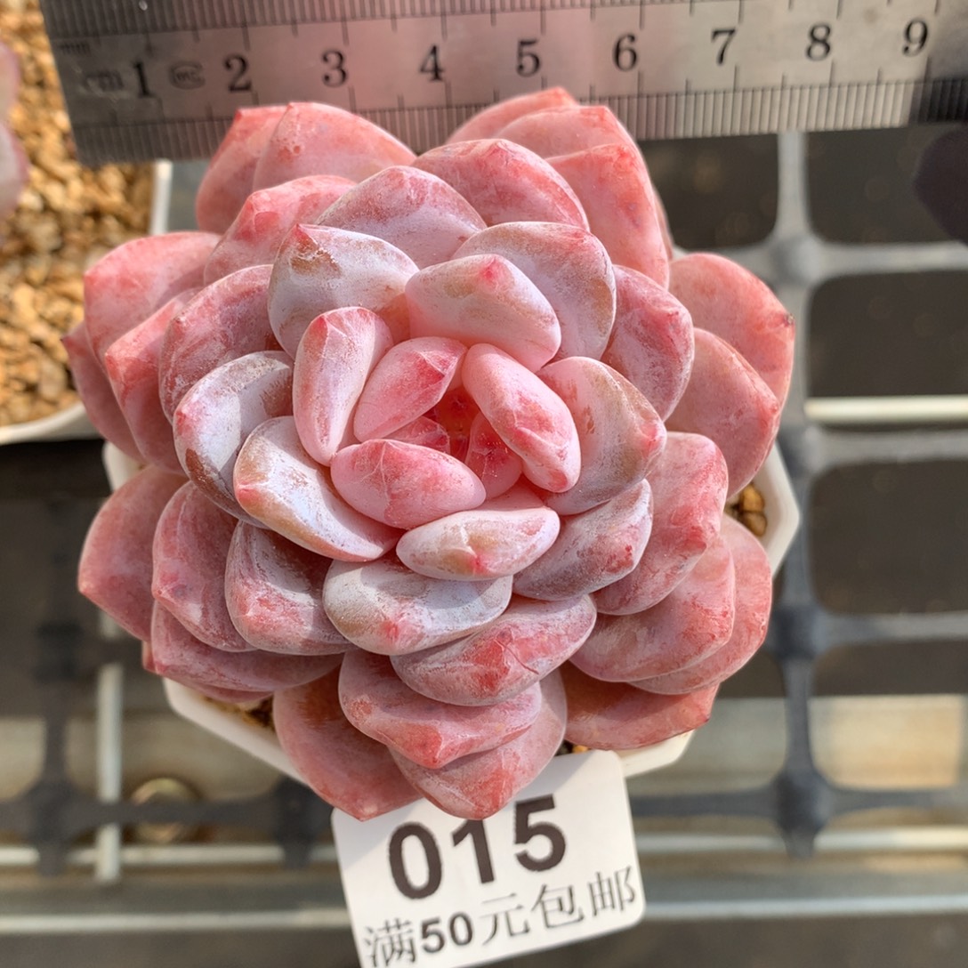 15。花朵脸糖心星影橙。