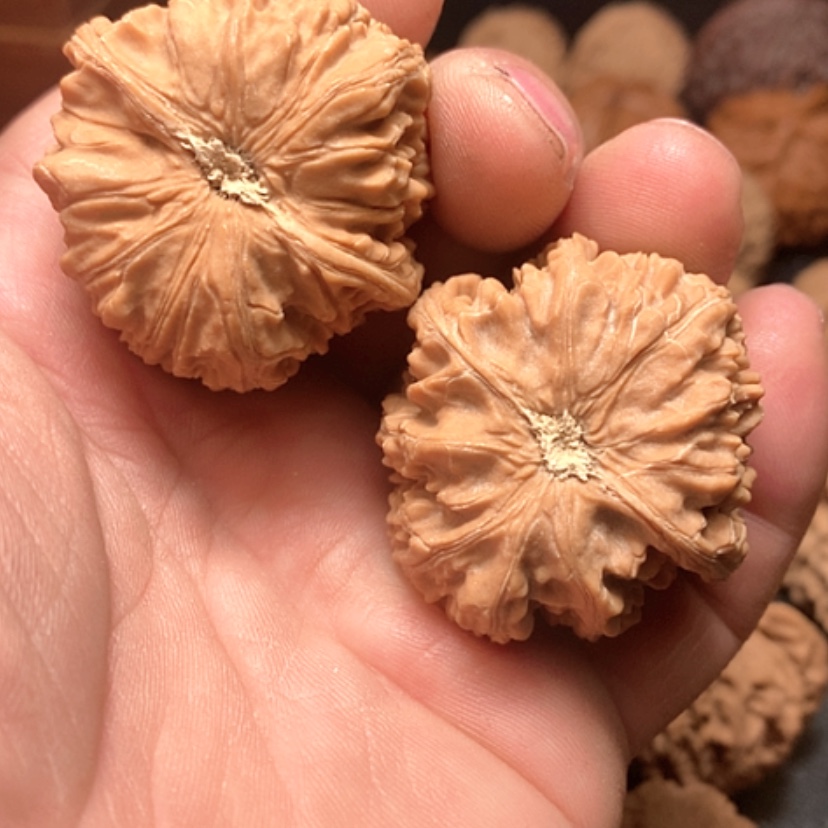 【闪购商品】李野生卧