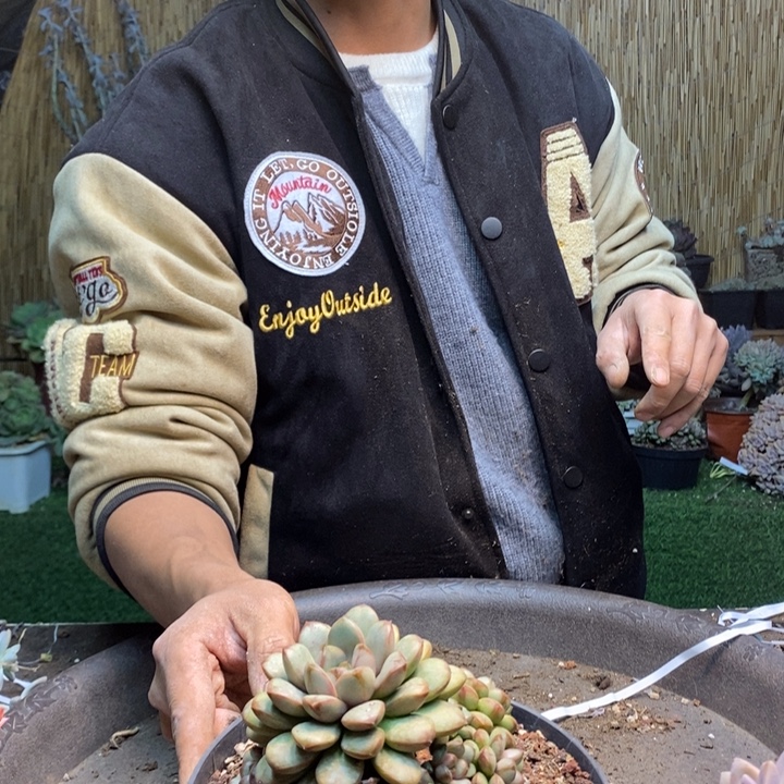 罗***369 号葡萄多肉植物