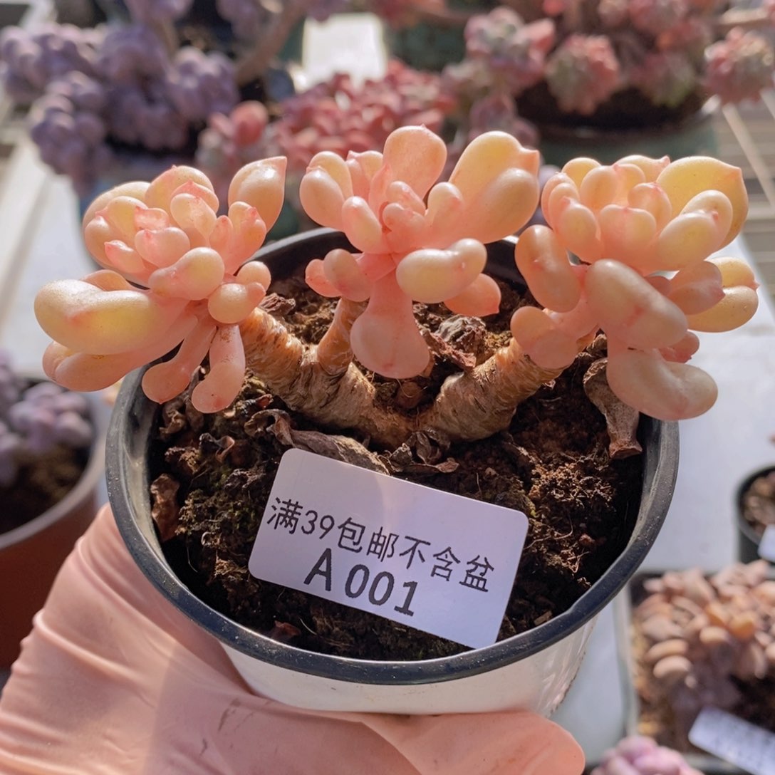 比尔盖茨老桩9cm001多肉植物