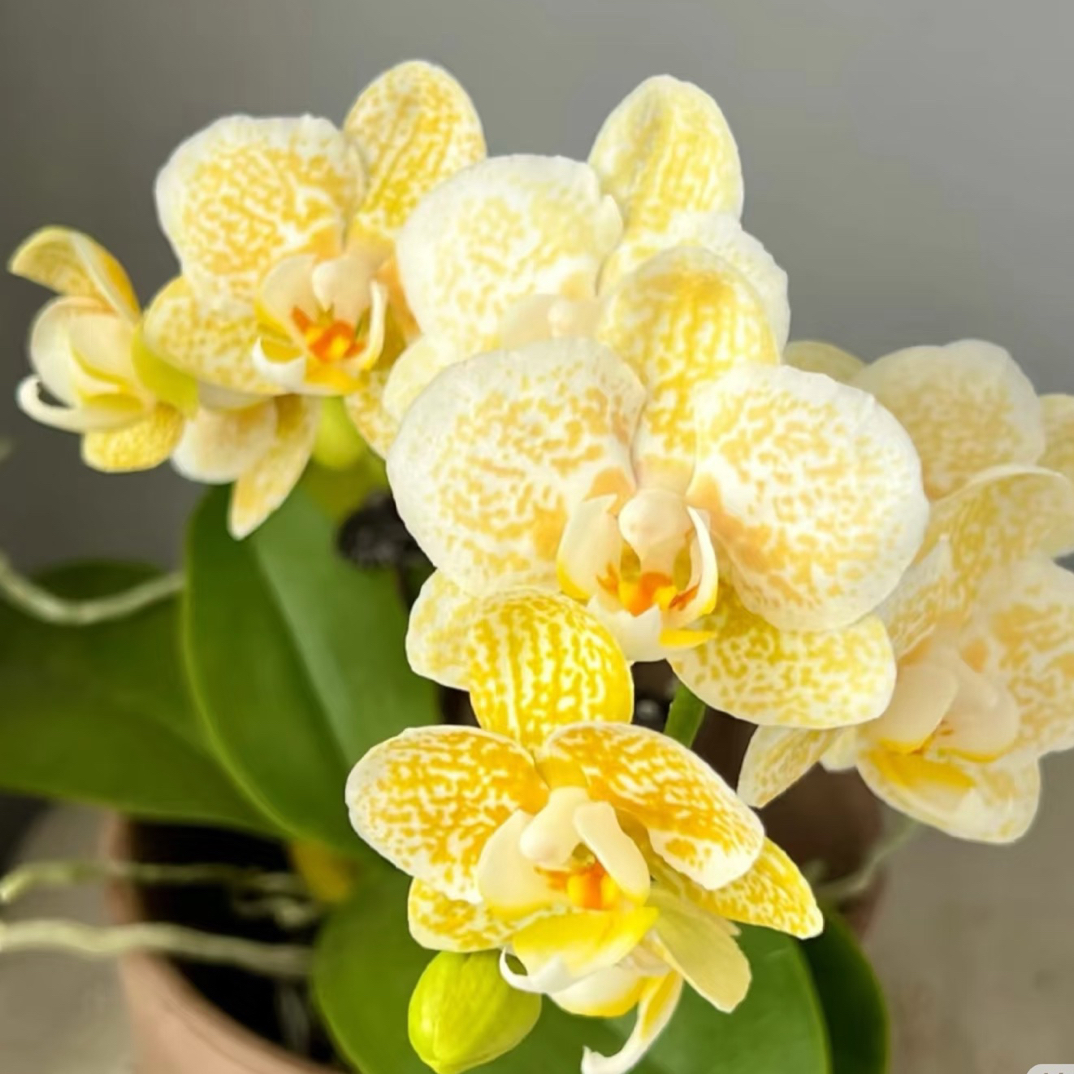 蝴蝶兰【雅风黄金豹】2.8寸杯带花带花苞，消苞不售后