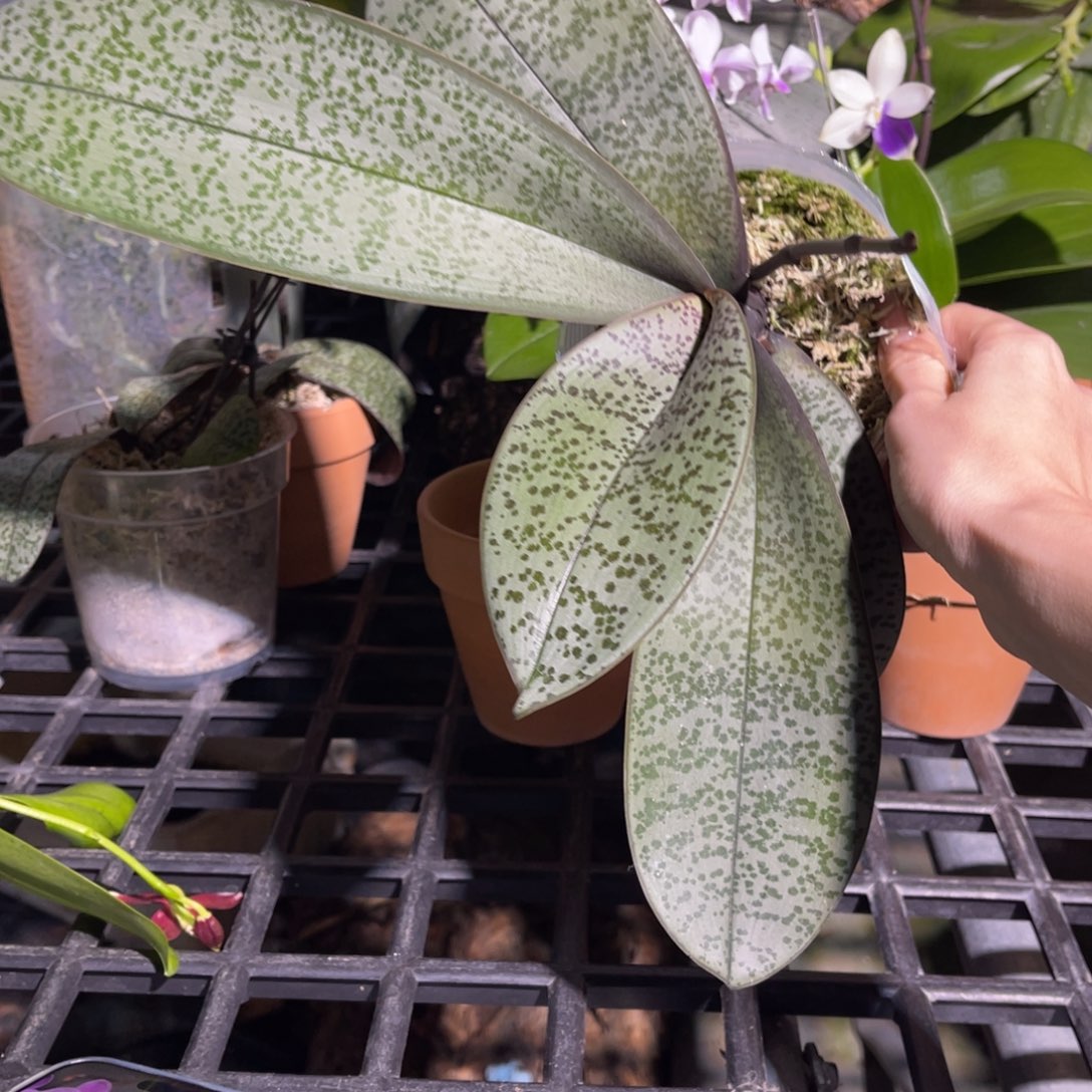 完全开放西雷利蝴蝶兰