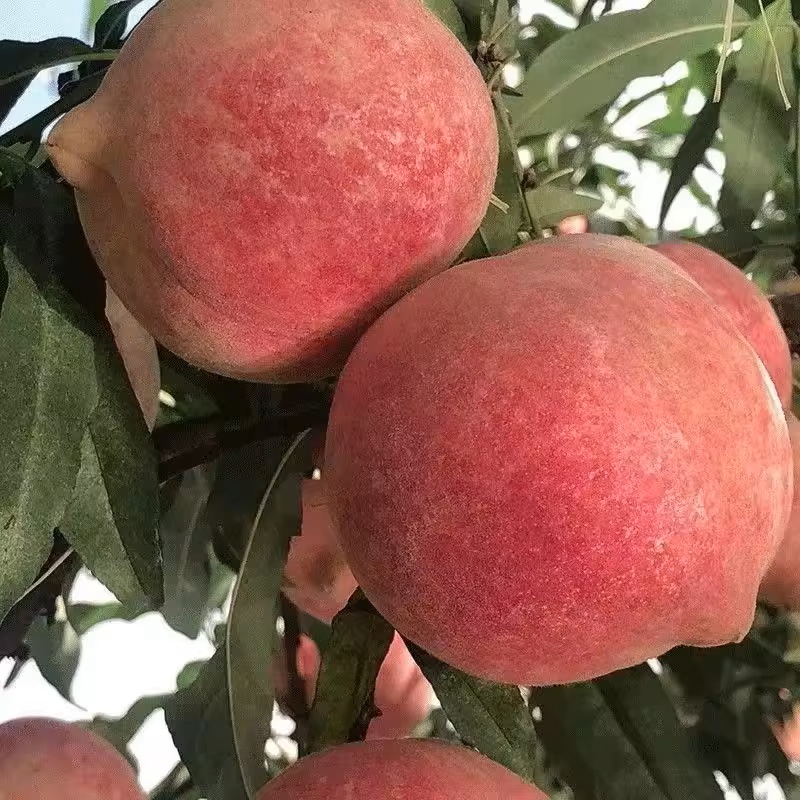 【宠粉尝鲜】云南大理冬桃脆甜离核毛桃高山桃子整箱包邮孕妇新鲜