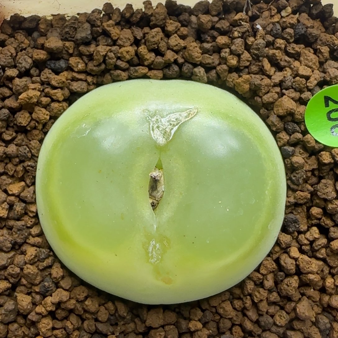 拉登4.2福利多肉200