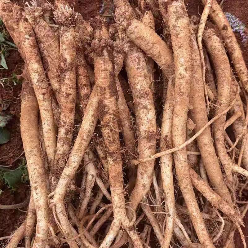 甘肃鲜黄党参 无硫薰 滋补煲汤 买两斤送半斤