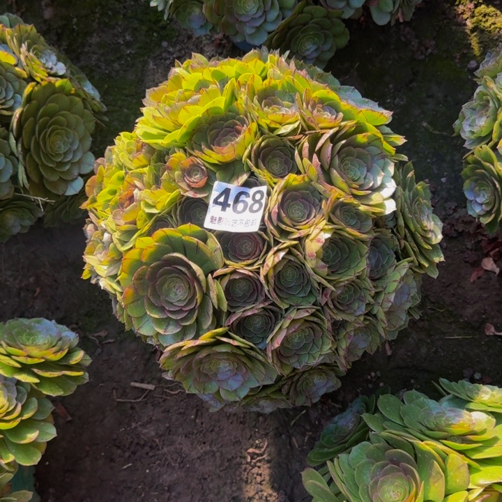 拉丝花29-7包邮花花