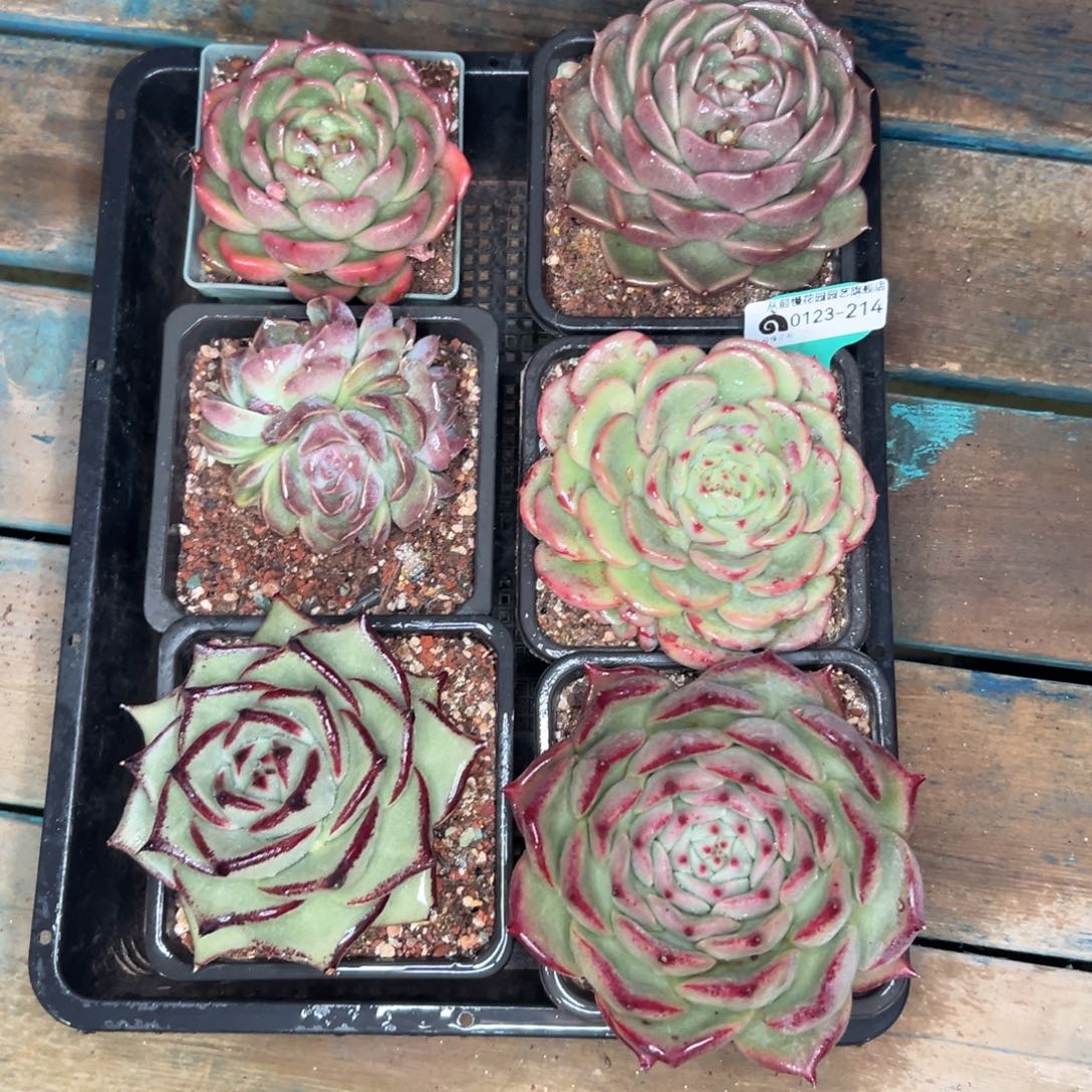 多肉编号0123-214