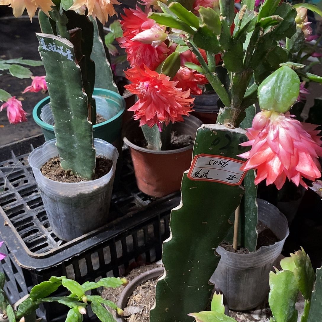 孜***孜无花朵5086（25）孜