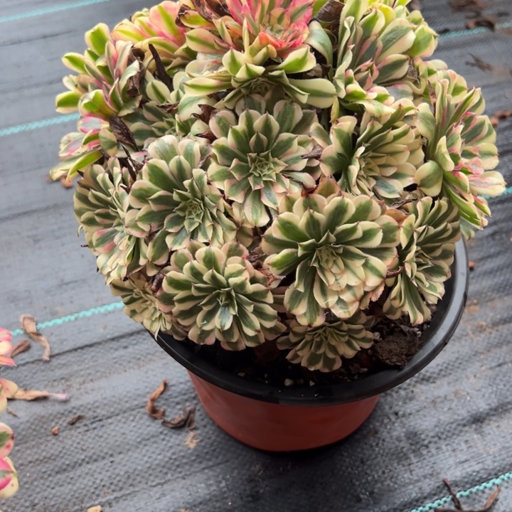 粉铜多肉植物花花