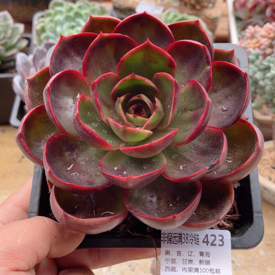 423红灯德华多肉