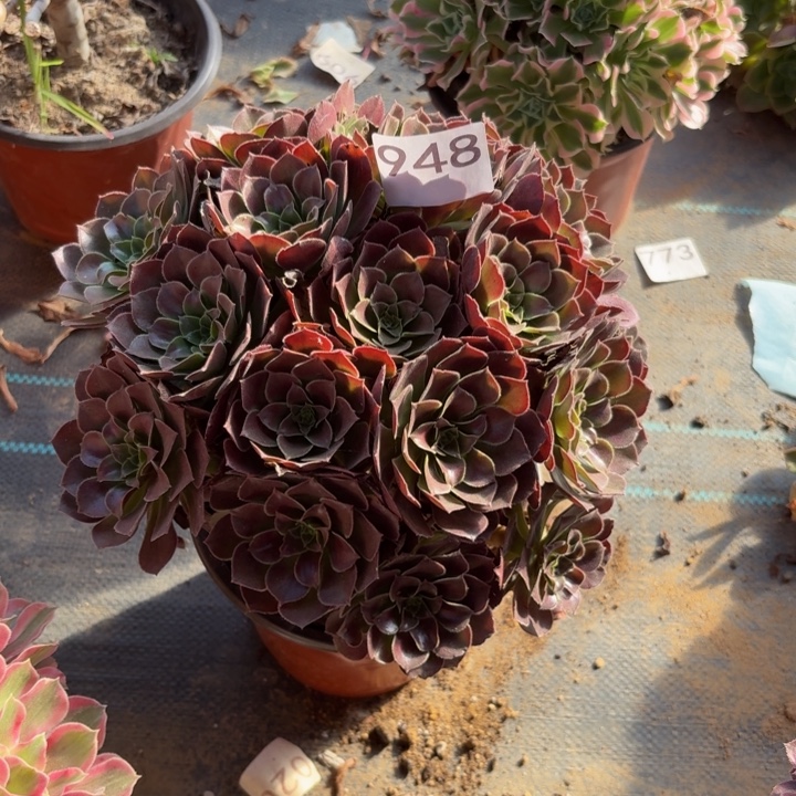 荷兰玫瑰多肉植物不包损948