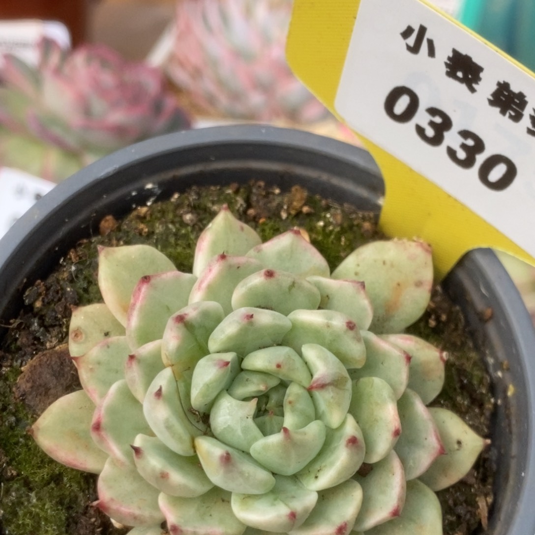 330东云杂锦锦锦锦锦