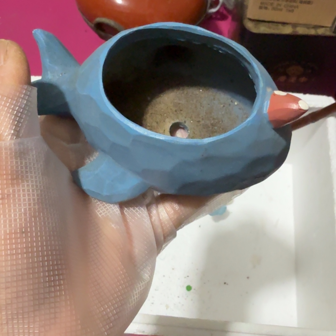 平***生杂色豆（科檀/科特迪瓦檀木）