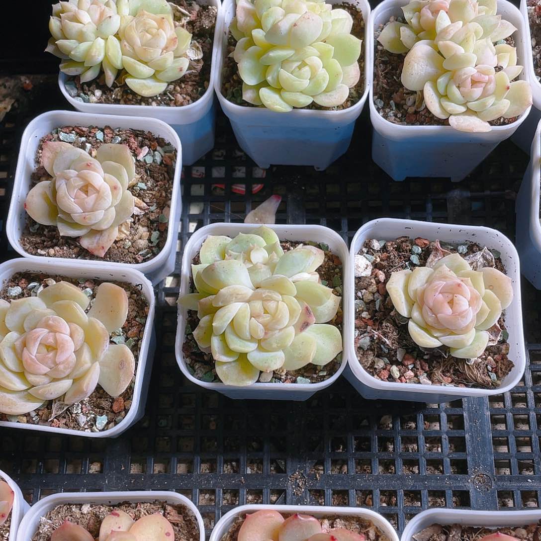 梦幻泡影盆一个满25包邮