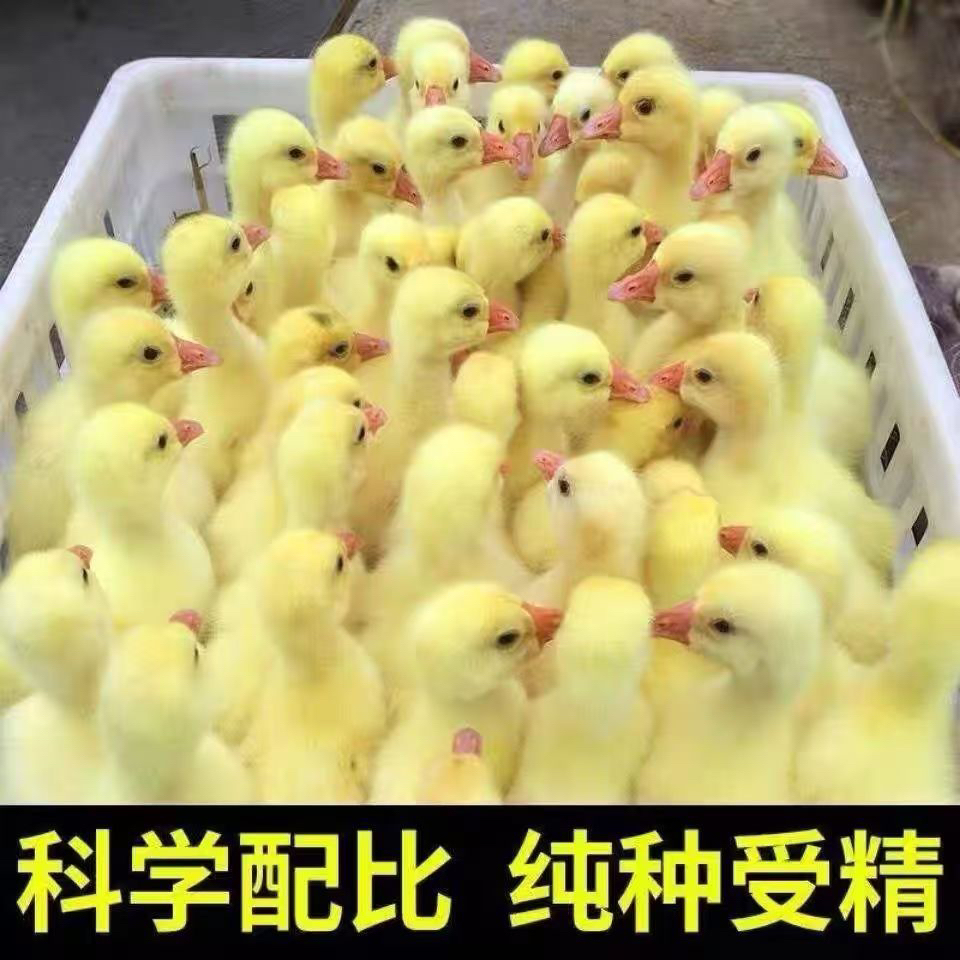 四季产蛋王大种三花宠物鸭顺丰包邮到家