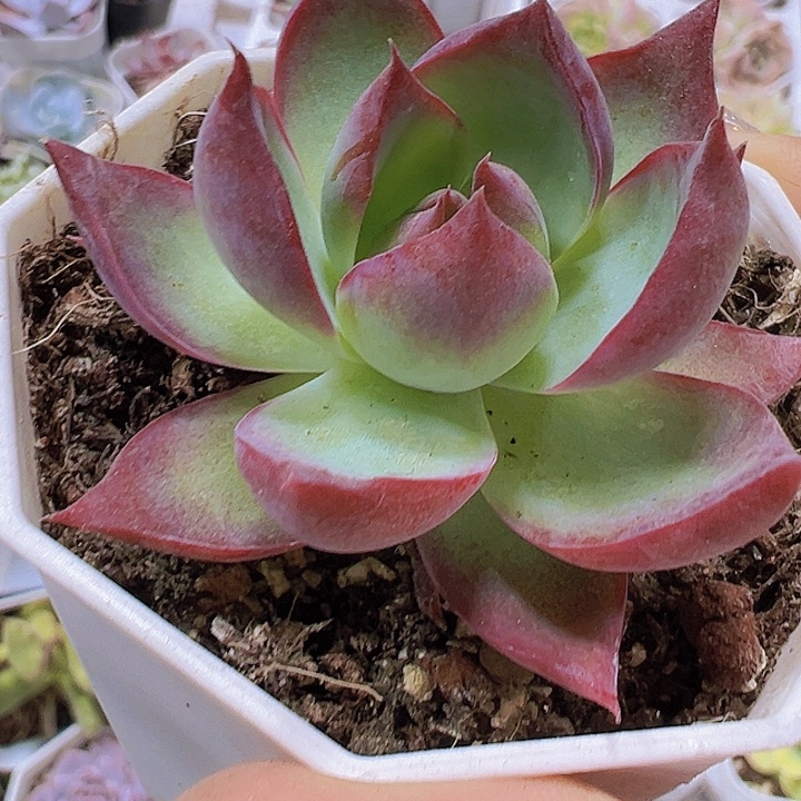 8角盆惊鸿19包邮多肉植物