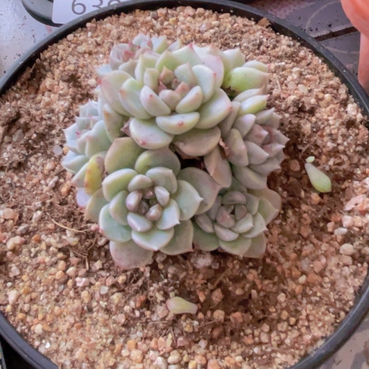 天鹅绒手捧多肉植物