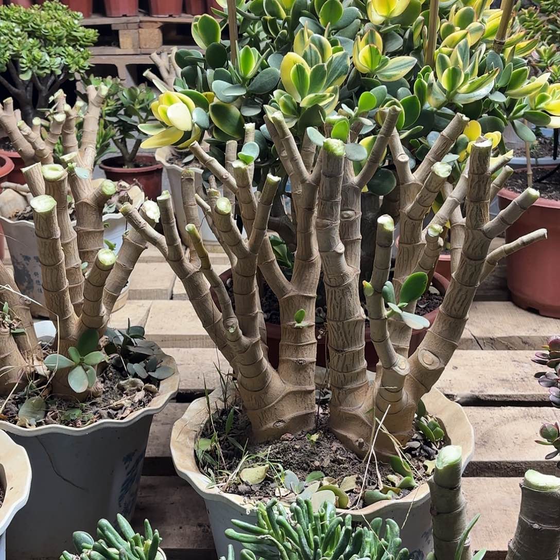 ****7111新花土球发货