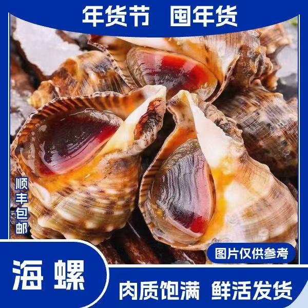 5斤东港本地大海螺（2~3个头/斤）顺丰冷链 紫色粘液属于正常