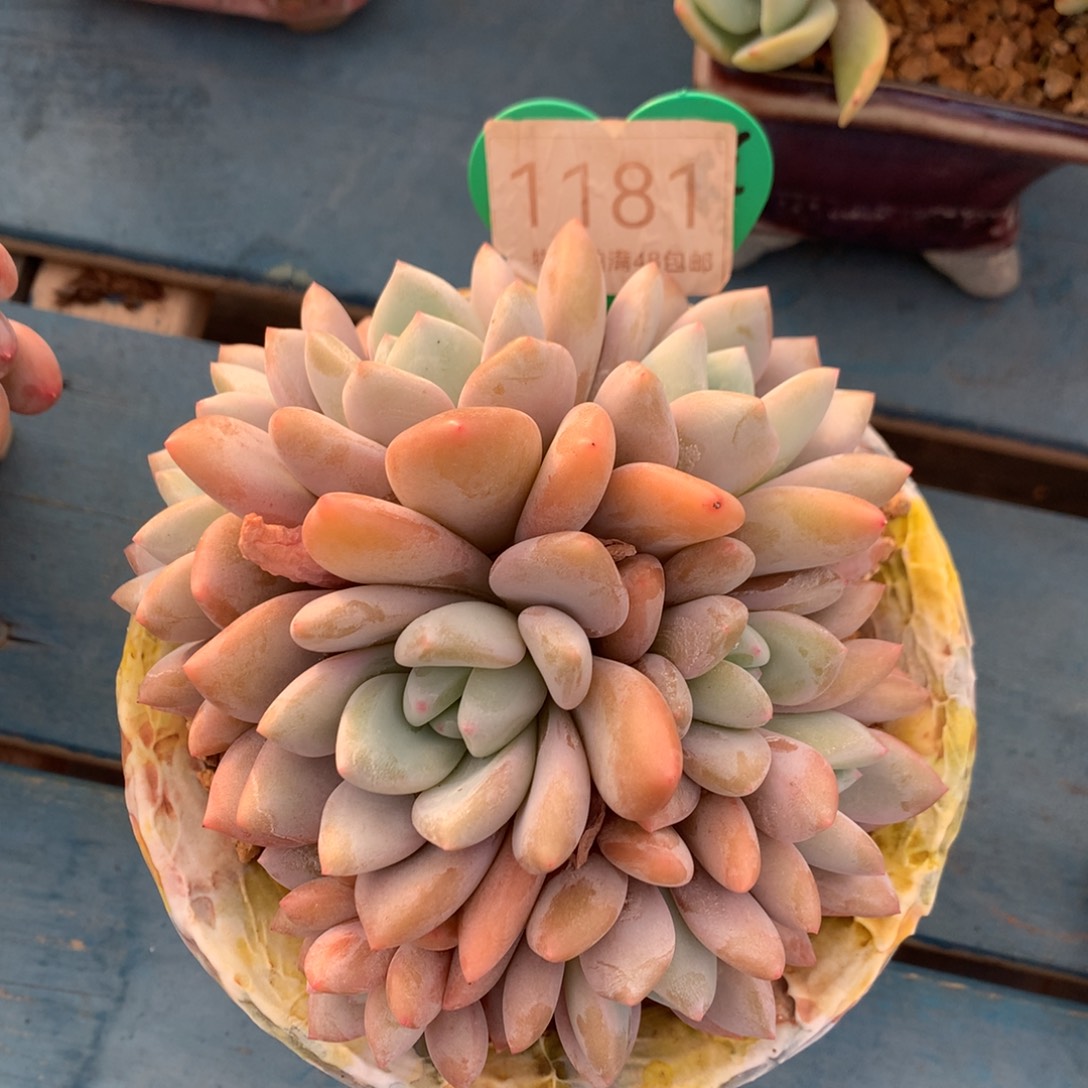 果糖无砍一物一拍1181