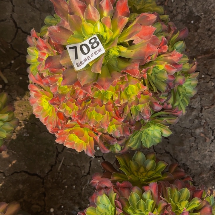 少华花27-22包邮花花