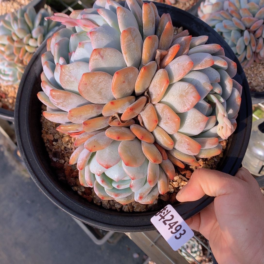 2493多头一个小时左右即可享受以下