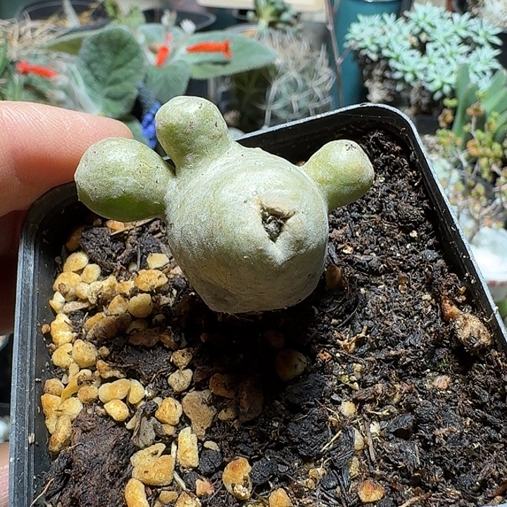 685程程柱石化带盆发货