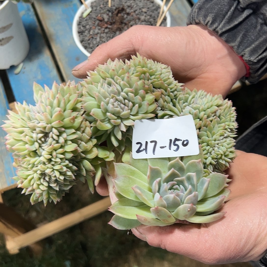 菲***0217-150冰魄缀化多肉