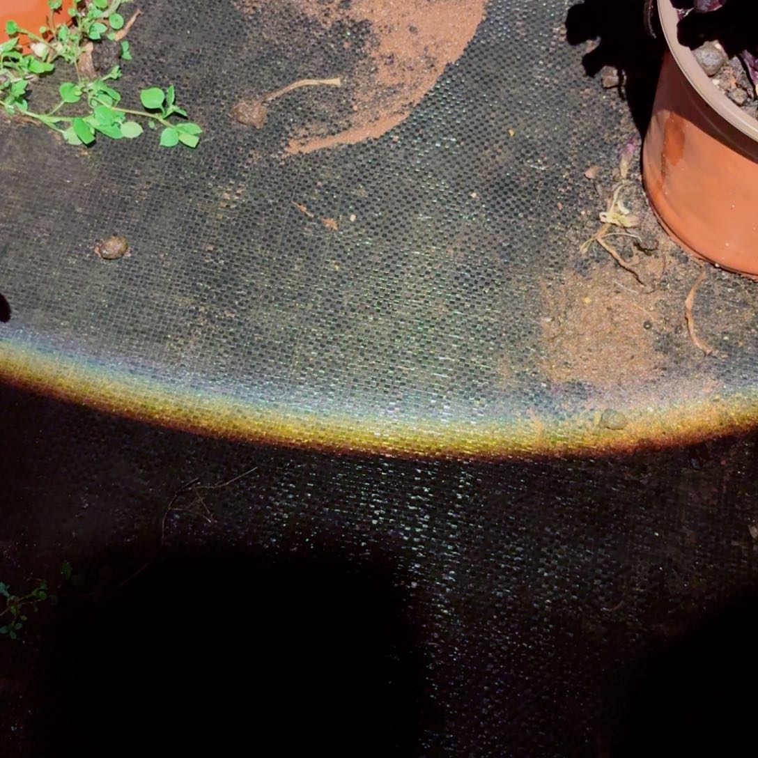 『****』紫籽白茶和绿茶大货号多肉法师特价