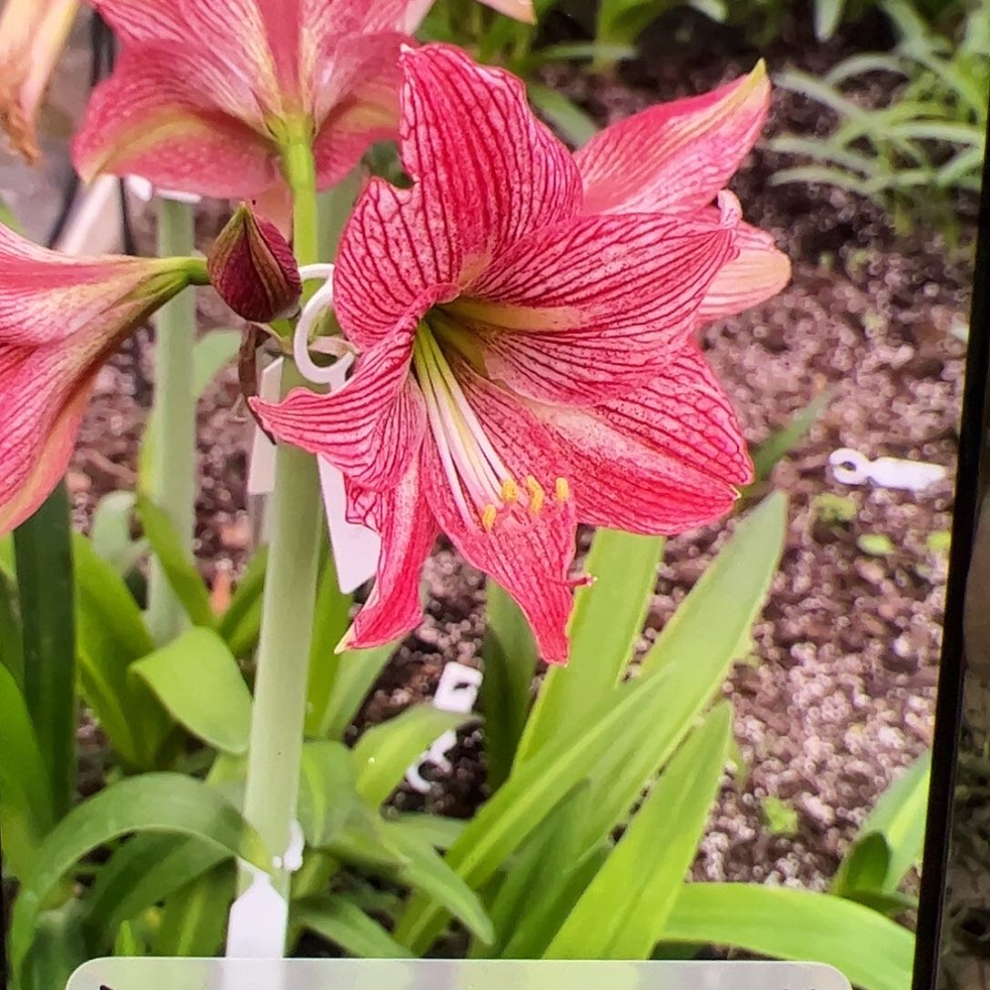 朱顶红草莓生巧开花球4-5cm