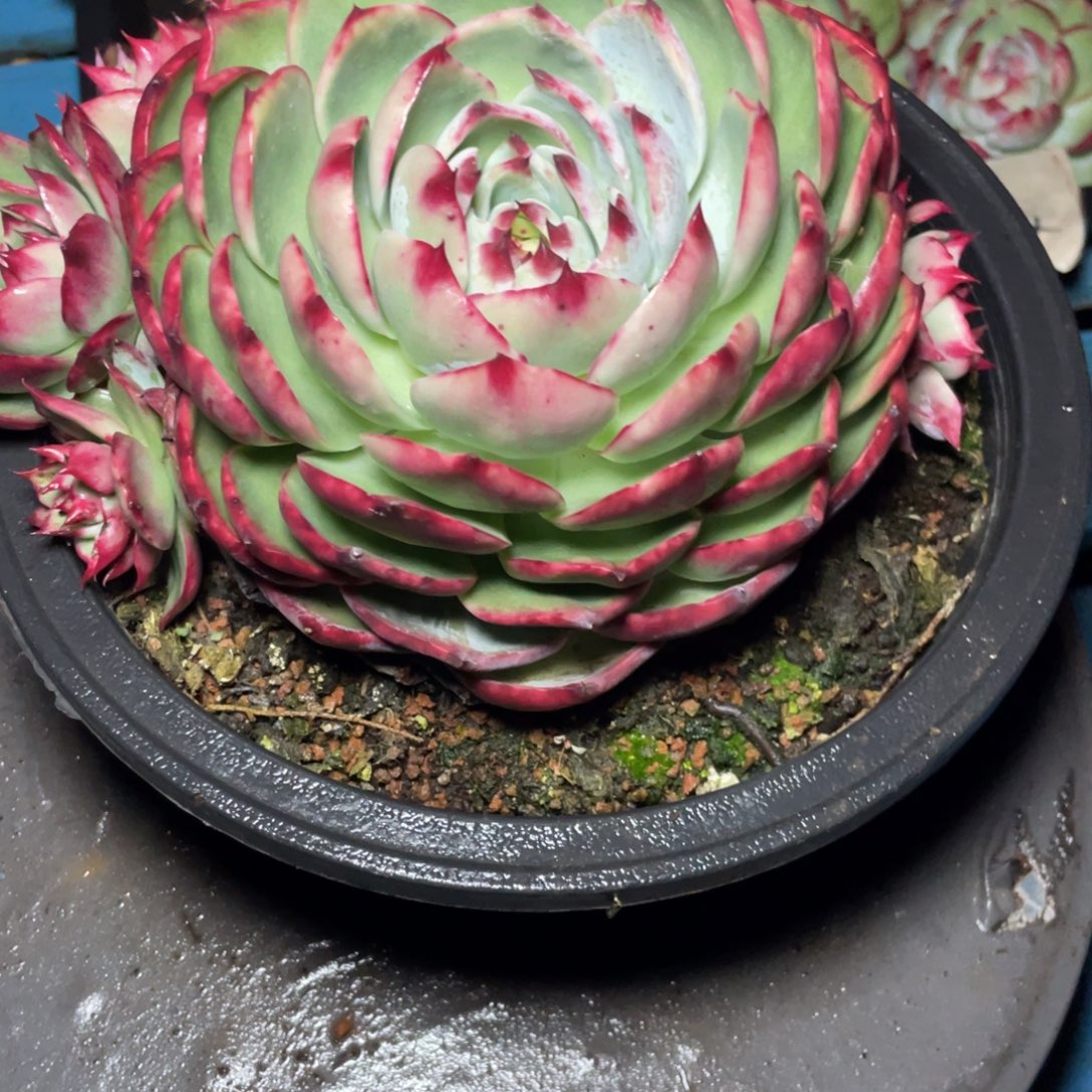 娜***儿惊鸿仙子一物一拍